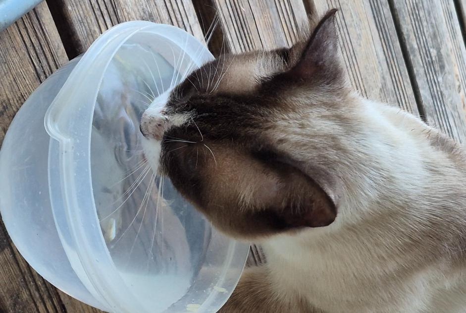 Alerte Découverte Chat  Mâle Portets France