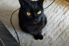 Alerte Disparition Chat Femelle, 14 ans 24590 St Crépin-et-Carlucet France