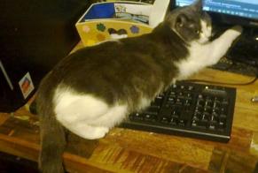 Alerte Disparition Chat Femelle, 7 ans Saint-Michel-sur-Orge France