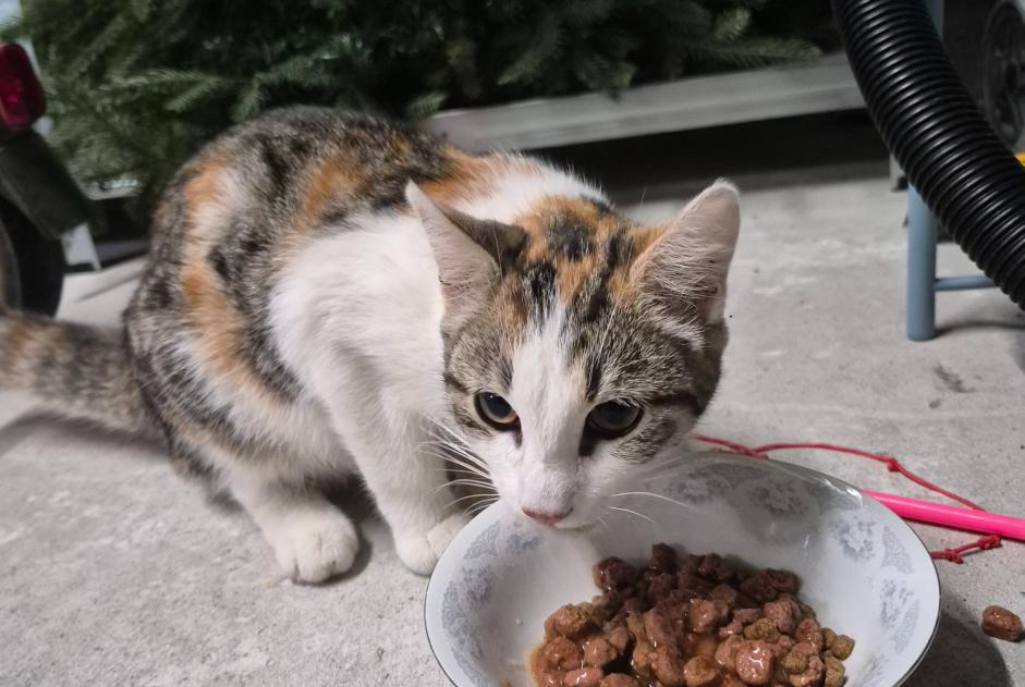 Alerte Découverte Chat Femelle Les Herbiers France