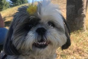 Alerte Disparition Chien Femelle, 16 ans Montagnac-sur-Auvignon France