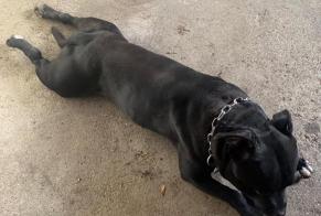 Alerte Découverte Chien Mâle Roche-lez-Beaupré France