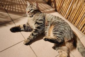 Alerte Disparition Chat Femelle, 1 ans Lyon France