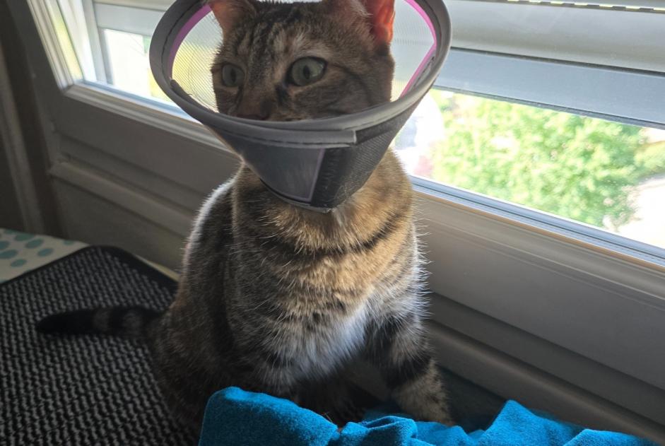 Alerte Disparition Chat  Femelle , 5 ans Saint-Étienne France