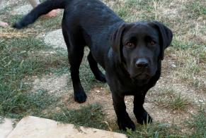 Alerte Disparition Chien Femelle, 0 ans Saint-Julien-les-Villas France