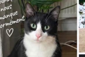 Alerte Disparition Chat Mâle, 3 ans Le Mée-sur-Seine France
