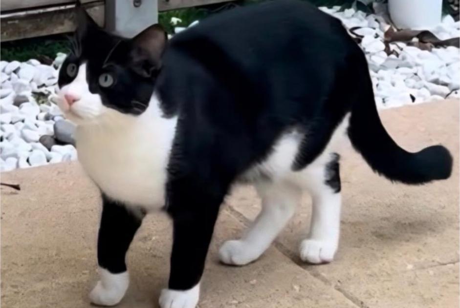 Alerte Disparition Chat  Mâle , 3 ans Le Mée-sur-Seine France