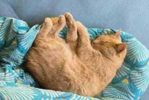 Alerte Disparition Chat Mâle, 4 ans Guérande France