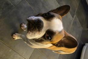 Alerte Disparition Chien Mâle, 7 ans Yffiniac France
