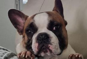 Alerte Disparition Chien Mâle, 7 ans Yffiniac France