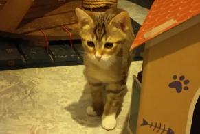 Alerte Disparition Chat croisement Femelle, 0 ans Sainte-Agnès France