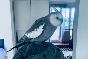 Alerte Découverte Oiseau Inconnu Paris France