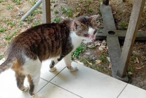 Alerte Découverte Chat Femelle Roquettes France
