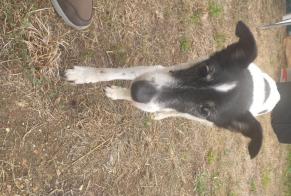 Alerte Disparition Chien Mâle, 14 ans Aytré France