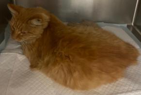 Alerte Découverte Chat Mâle Houilles France