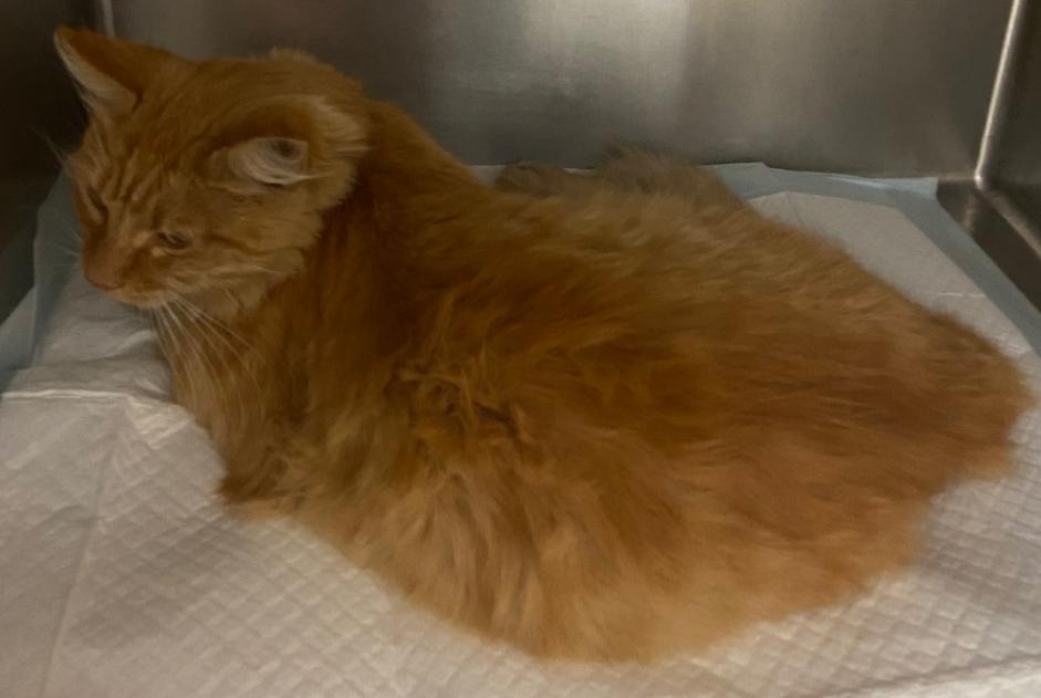 Alerte Découverte Chat  Mâle Houilles France