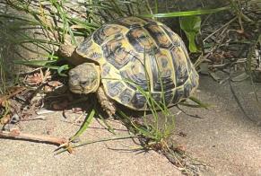 Alerte Disparition Tortue Femelle, 2026 ans Montpellier France