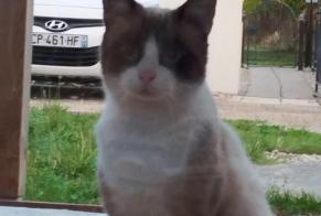 Alerte Découverte Chat Inconnu Sornay France