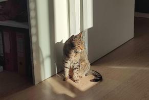 Alerte Découverte Chat Femelle Lyon France
