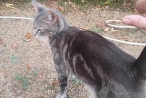 Alerte Disparition Chat croisement Mâle, 2 ans Pessac France