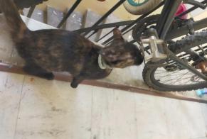 Alerte Découverte Chat Inconnu Narbonne France