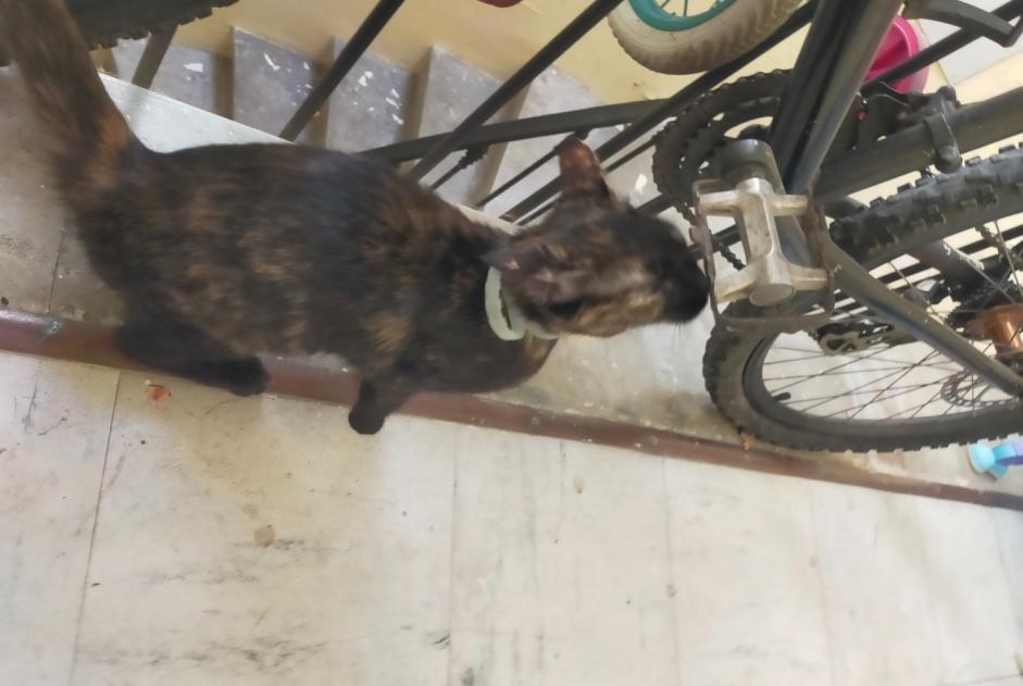 Alerte Découverte Chat  Inconnu Narbonne France