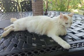 Alerte Disparition Chat croisement Femelle, 11 ans Mauves France