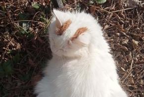 Alerte Disparition Chat croisement Femelle, 11 ans Mauves France