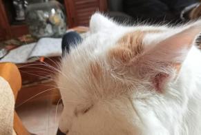 Alerte Disparition Chat croisement Femelle, 11 ans Mauves France