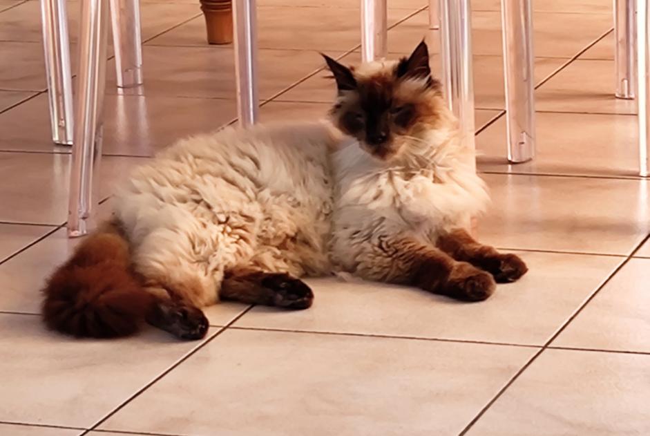 Alerte Disparition Chat  Mâle , 21 ans Montpellier France