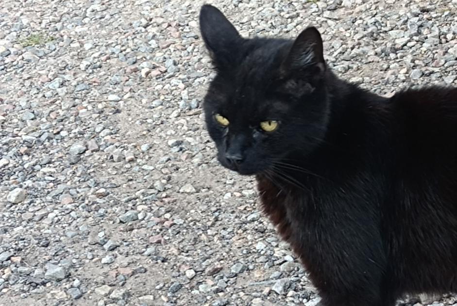 Alerte Découverte Chat Mâle Chaillac-sur-Vienne France
