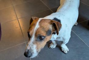 Alerte Découverte Chien Mâle Saint-Hélen France