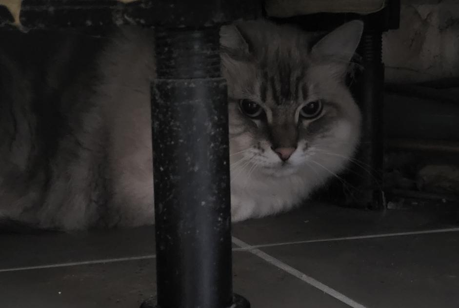 Alerte Découverte Chat Inconnu Malzéville France