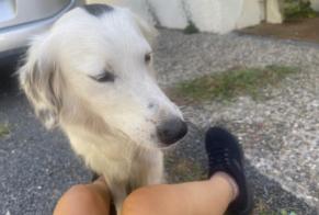 Alerte Découverte Chien Femelle, 6 ans Bon-Encontre France