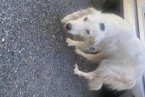 Alerte Découverte Chien Femelle, 6 ans Bon-Encontre France