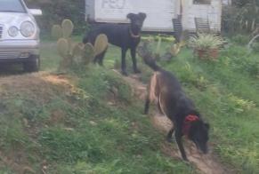 Alerte Disparition Chien croisement Femelle, 11 ans Saint-Jean-Brévelay France