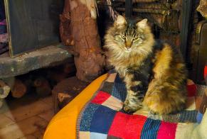 Alerte Disparition Chat Mâle, 7 ans La Farlède France
