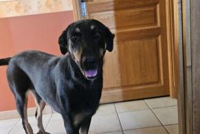 Alerte Disparition Chien Femelle, 3 ans Pardaillan France