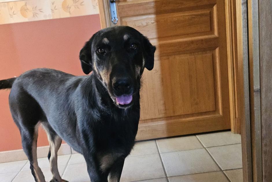 Alerte Disparition Chien  Femelle , 3 ans Pardaillan France