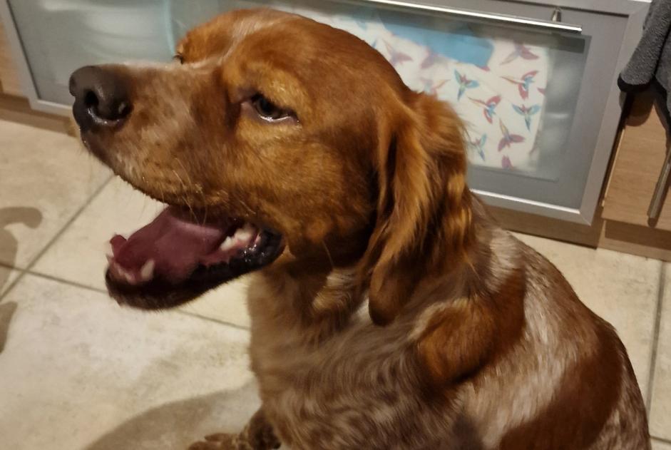 Alerte Découverte Chien  Mâle Saint-Herblain France