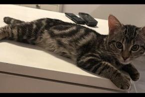 Alerte Disparition Chat Femelle, 0 ans Athis-Mons France