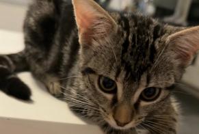 Alerte Disparition Chat Femelle, 0 ans Athis-Mons France