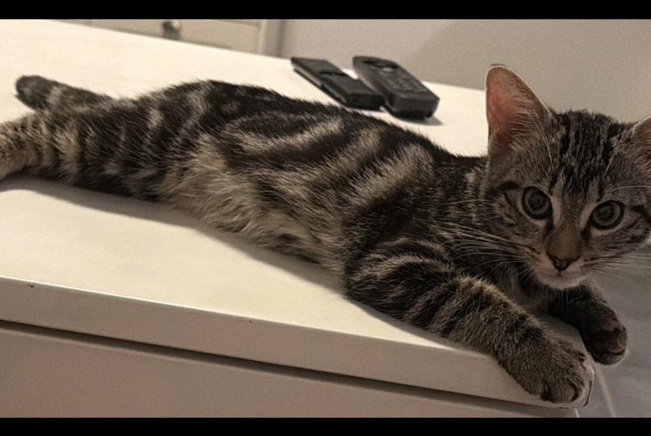 Alerte Disparition Chat  Femelle , 0 ans Athis-Mons France