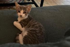 Alerte Disparition Chat croisement Femelle, 0 ans Podensac France