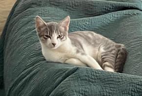 Alerte Disparition Chat croisement Femelle, 0 ans Podensac France