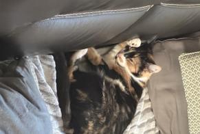 Alerte Disparition Chat croisement Femelle, 1 ans Dompierre-sur-Mer France