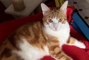 Alerte Disparition Chat croisement Mâle, 1 ans Drancy France