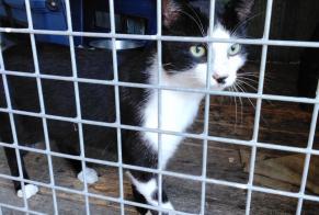 Alerte Découverte Chat Mâle Feneu France
