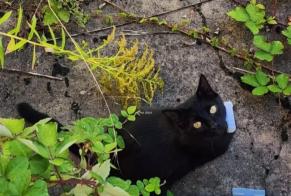 Alerte Découverte Chat Mâle Yutz France
