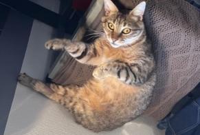Alerte Disparition Chat Mâle, 3 ans Nantes France